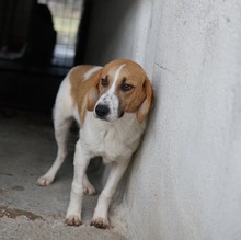TONIO, Hund, Mischlingshund in Griechenland - Bild 21