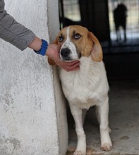 TONIO, Hund, Mischlingshund in Griechenland - Bild 22