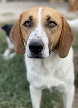 TONIO, Hund, Mischlingshund in Griechenland - Bild 3