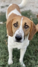 TONIO, Hund, Mischlingshund in Griechenland - Bild 4