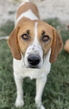 TONIO, Hund, Mischlingshund in Griechenland - Bild 6