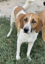 TONIO, Hund, Mischlingshund in Griechenland - Bild 7