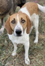 TONIO, Hund, Mischlingshund in Griechenland - Bild 8