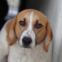 TONIO, Hund, Mischlingshund in Griechenland - Bild 9
