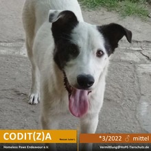 CODITA, Hund, Mischlingshund in Rumänien - Bild 1