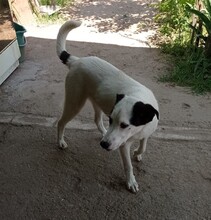 CODITA, Hund, Mischlingshund in Rumänien - Bild 2