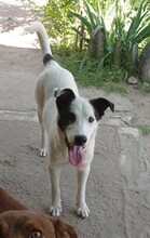 CODITA, Hund, Mischlingshund in Rumänien - Bild 4
