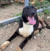 CASPER, Hund, Mischlingshund in Nordmazedonien - Bild 1