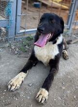 CASPER, Hund, Mischlingshund in Nordmazedonien - Bild 2
