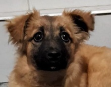 IVA, Hund, Mischlingshund in Kroatien