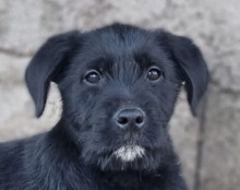 GOTTVIN, Hund, Mischlingshund in Kroatien
