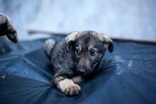 BERLIN, Hund, Mischlingshund in Rumänien - Bild 1