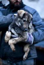 BERLIN, Hund, Mischlingshund in Rumänien - Bild 2