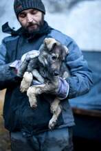 BERLIN, Hund, Mischlingshund in Rumänien - Bild 3