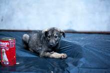 BERLIN, Hund, Mischlingshund in Rumänien - Bild 6