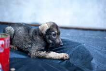 BERLIN, Hund, Mischlingshund in Rumänien - Bild 7