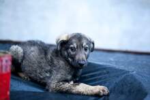 BERLIN, Hund, Mischlingshund in Rumänien - Bild 8