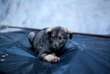 BERLIN, Hund, Mischlingshund in Rumänien - Bild 9