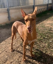 GUZI, Hund, Pharaonenhund-Mix in Malta - Bild 1