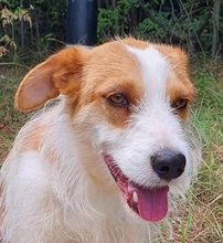 ARON, Hund, Mischlingshund in Nordmazedonien - Bild 2
