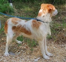 ARON, Hund, Mischlingshund in Nordmazedonien - Bild 4