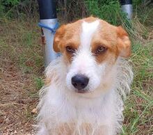 ARON, Hund, Mischlingshund in Nordmazedonien - Bild 5