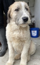 MAYLO, Hund, Mischlingshund in Griechenland - Bild 13
