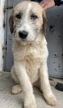 MAYLO, Hund, Mischlingshund in Griechenland - Bild 2