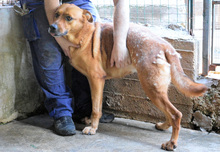 ZACCHEO, Hund, Mischlingshund in Italien - Bild 2