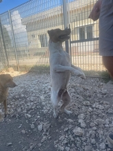 ZAK, Hund, Jack Russell Terrier in Italien - Bild 10