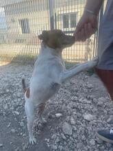 ZAK, Hund, Jack Russell Terrier in Italien - Bild 12