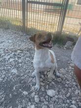 ZAK, Hund, Jack Russell Terrier in Italien - Bild 13