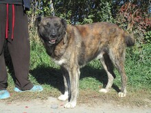 BRUNO, Hund, Mischlingshund in Slowakische Republik - Bild 2