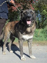 BRUNO, Hund, Mischlingshund in Slowakische Republik - Bild 3