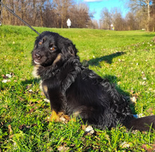 PERCY, Hund, Mischlingshund in Kroatien - Bild 2