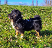 PERCY, Hund, Mischlingshund in Kroatien - Bild 3