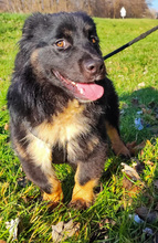 PERCY, Hund, Mischlingshund in Kroatien - Bild 4