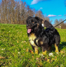 PERCY, Hund, Mischlingshund in Kroatien - Bild 5