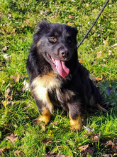 PERCY, Hund, Mischlingshund in Kroatien - Bild 6