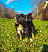 PERCY, Hund, Mischlingshund in Kroatien - Bild 8