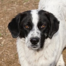 DINO, Hund, Mischlingshund in Griechenland - Bild 1