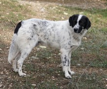 DINO, Hund, Mischlingshund in Griechenland - Bild 10