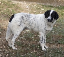 DINO, Hund, Mischlingshund in Griechenland - Bild 2