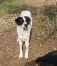 DINO, Hund, Mischlingshund in Griechenland - Bild 5
