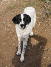 DINO, Hund, Mischlingshund in Griechenland - Bild 6