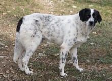 DINO, Hund, Mischlingshund in Griechenland - Bild 7
