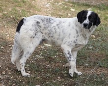 DINO, Hund, Mischlingshund in Griechenland - Bild 8