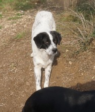 DINO, Hund, Mischlingshund in Griechenland - Bild 9