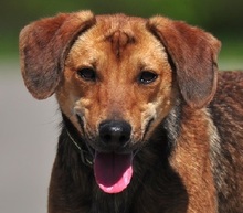 MATES, Hund, Mischlingshund in Slowakische Republik - Bild 1