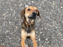 MATES, Hund, Mischlingshund in Slowakische Republik - Bild 10